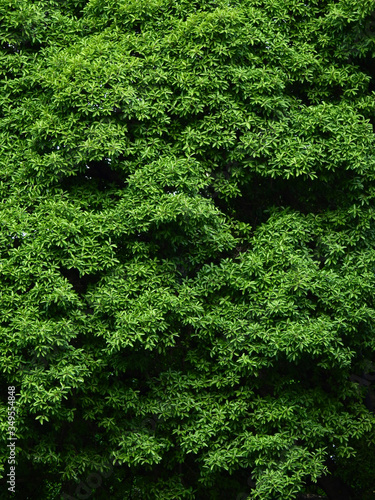 green leaf of tree with pattern of face