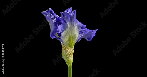 Accelerated video of opening petals process of the blue white iris flower, isolated on black background