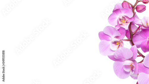 pink flower phalaenopsis orchid isolated on white background