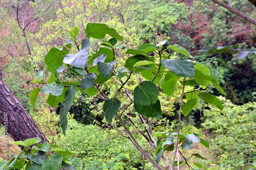 Small Plant in Forest of Himachal Pradesh India 34