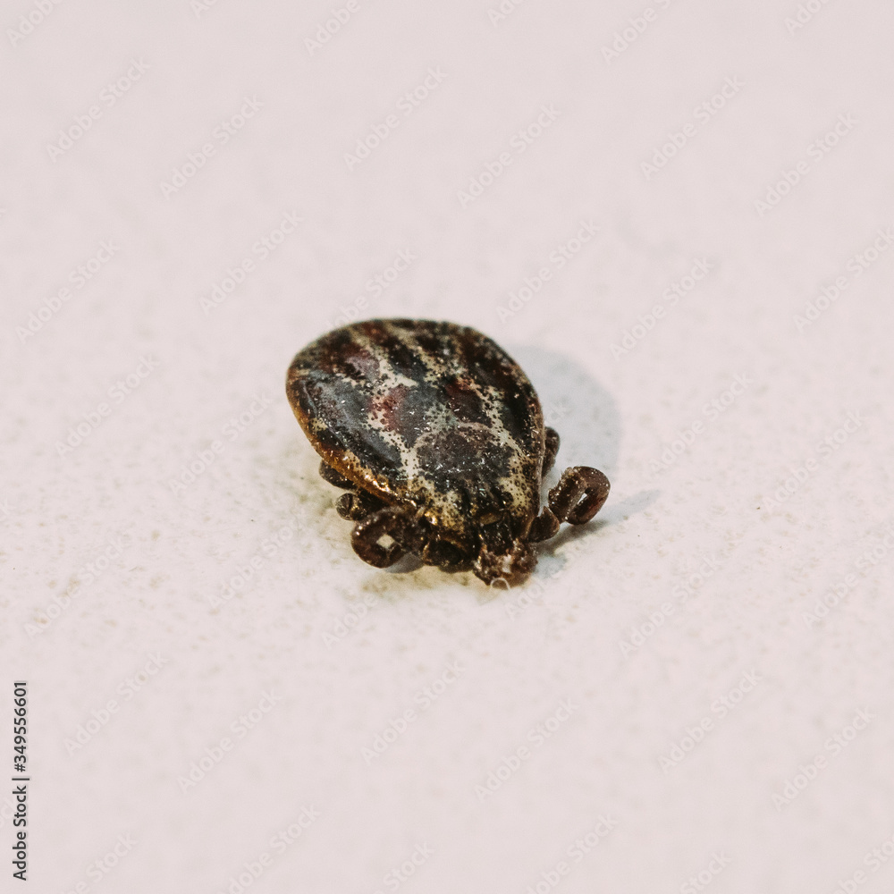 Dermacentor Reticulatus. The Ornate Cow Tick, Ornate Dog Tick, Meadow Tick, And Marsh Tick. Family Ixodidae. Ticks Are Carriers Of Dangerous Diseases.