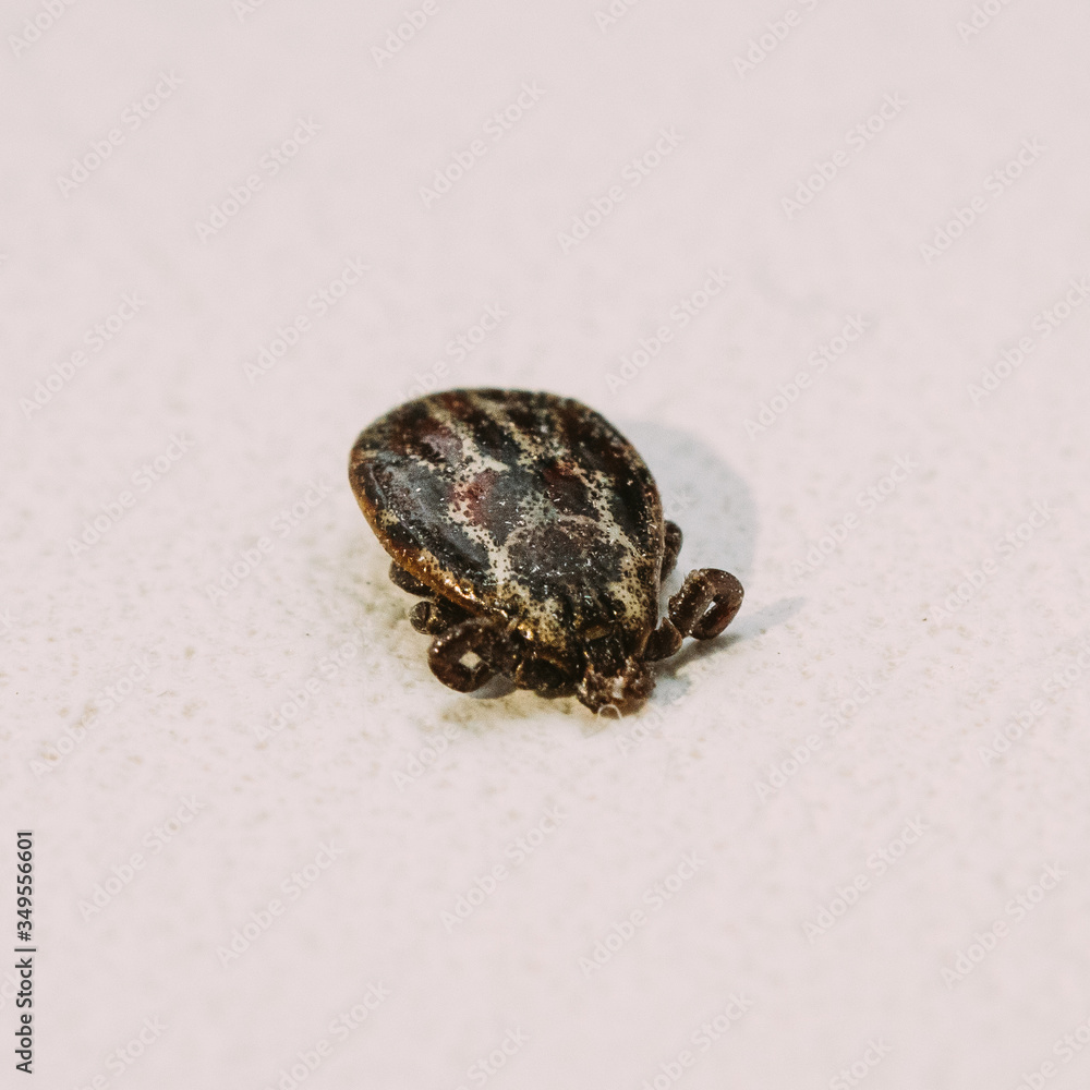 Dermacentor Reticulatus. The Ornate Cow Tick, Ornate Dog Tick, Meadow Tick, And Marsh Tick. Family Ixodidae. Ticks Are Carriers Of Dangerous Diseases. Dermacentor Reticulatus. The Ornate Cow Tick, Ornate Dog Tick, Meadow Tick, And Marsh Tick. Family Ixodidae. Ticks Are Carriers Of Dangerous Diseases.