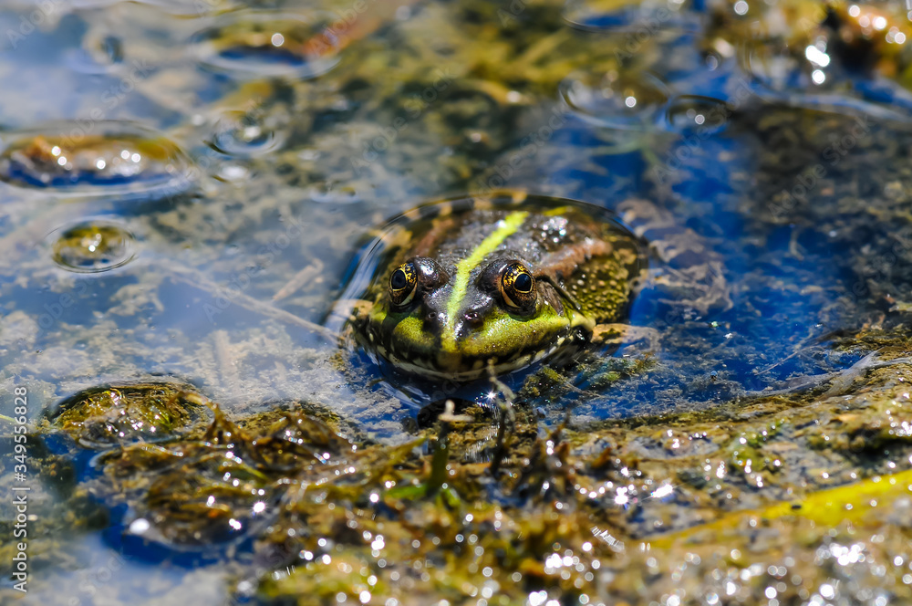 Cute frog , sitting in a little pond in the water Cute frog , sitting in a little pond in the water