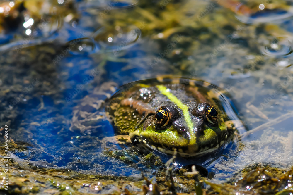 Cute frog , sitting in a little pond in the water Cute frog , sitting in a little pond in the water