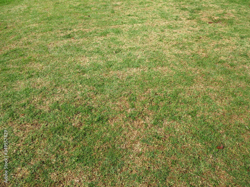 Quadro em tela green grass and dry grass