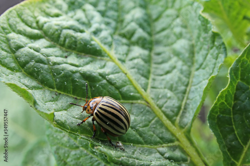 Colorado beetle eats a potato leaves. Parasites destroy a crop in the field.