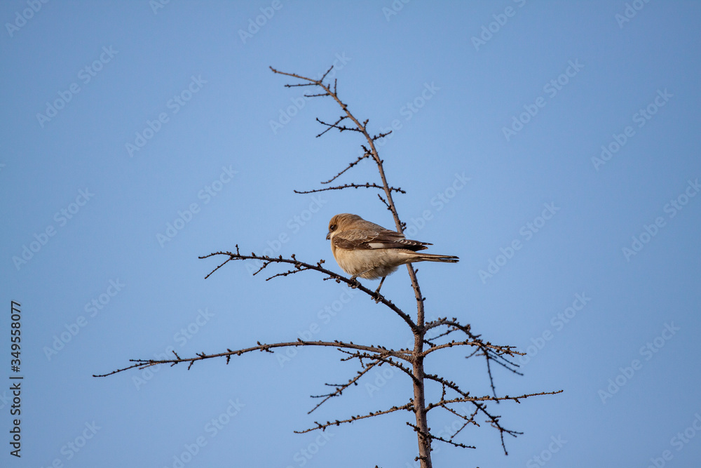 Lesser Gray Shrike resting on the branch (Lanius) Lesser Gray Shrike resting on the branch (Lanius)