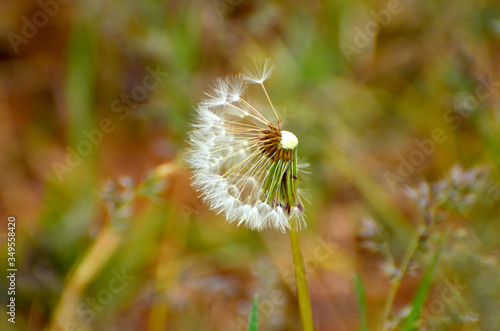 Close-up dandelion in green grass, photo