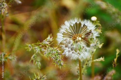 Close-up dandelion in green grass  photo