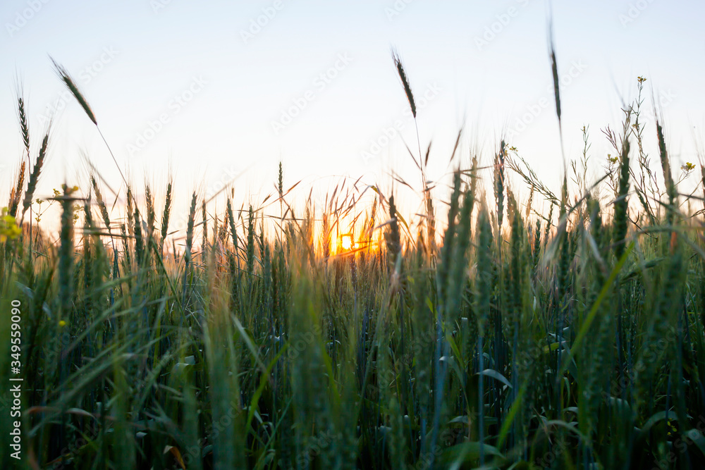 sun rising in wheat field