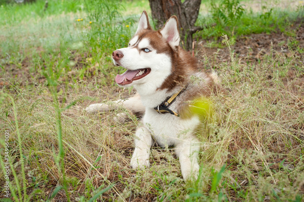 A young husky dog on a walk in the Park. Light fluffy dog. Go for a walk with the dog. Dog on a leash. Pet
