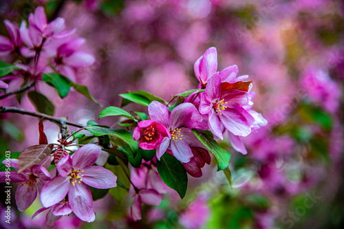 Begonia flowers in spring