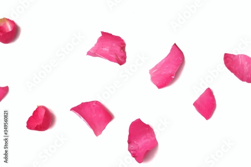 Photos Blurred a group of sweet pink rose corolla pieces on white isolated background,a