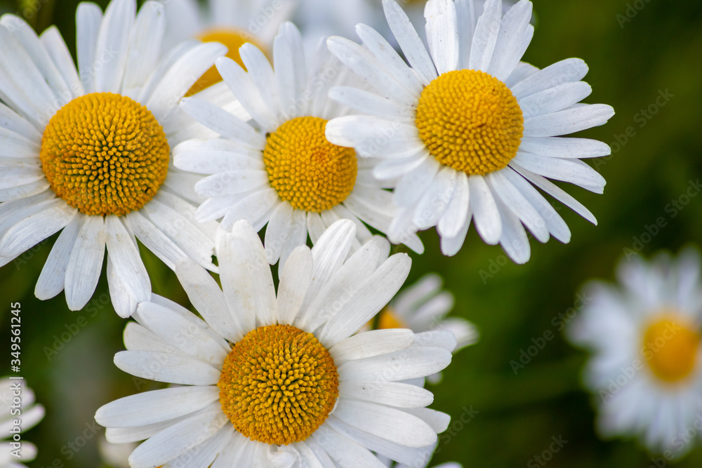 Fototapeta premium Blühende Margeriten (Leucanthemum) auf der Blumenwiese zeigt Frühling in voller Blüte mit weißen Blüten und gelben Blütenpollenstempeln als Bienenweide für leckeren Honig als Muttertagsgeschenk