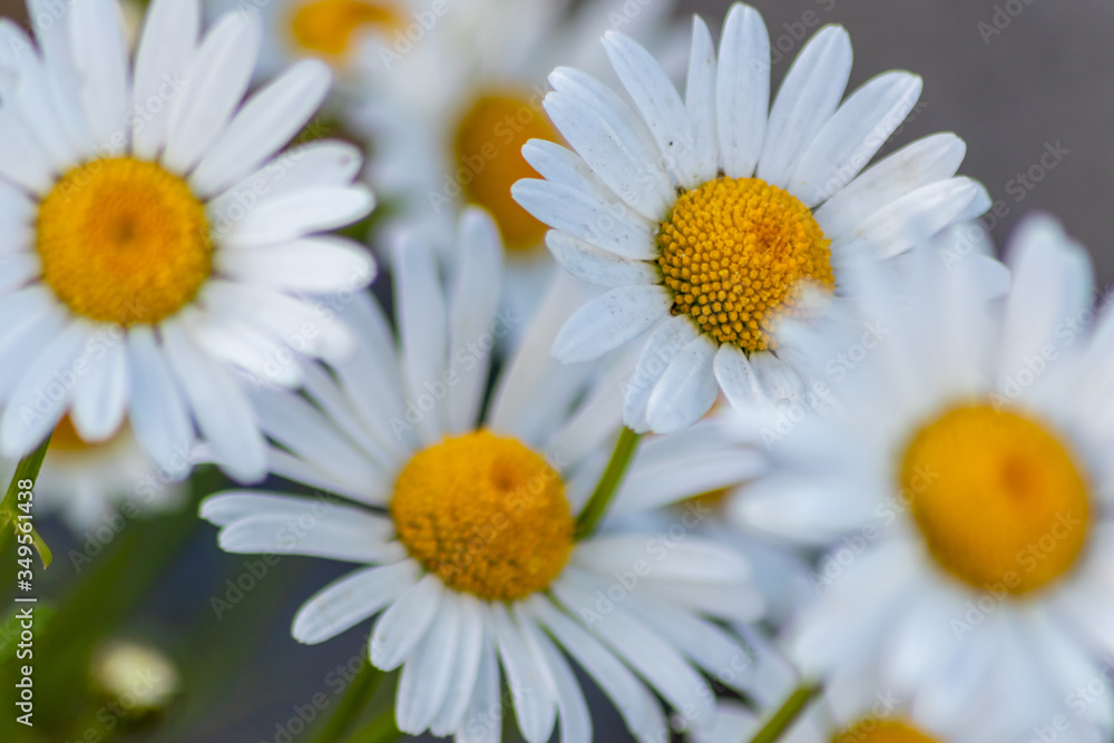 Fototapeta premium Blühende Margeriten (Leucanthemum) auf der Blumenwiese zeigt Frühling in voller Blüte mit weißen Blüten und gelben Blütenpollenstempeln als Bienenweide für leckeren Honig als Muttertagsgeschenk
