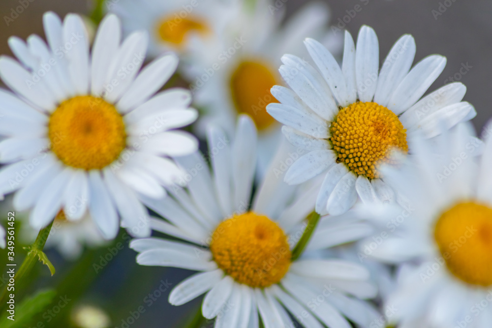 Fototapeta premium Blühende Margeriten (Leucanthemum) auf der Blumenwiese zeigt Frühling in voller Blüte mit weißen Blüten und gelben Blütenpollenstempeln als Bienenweide für leckeren Honig als Muttertagsgeschenk