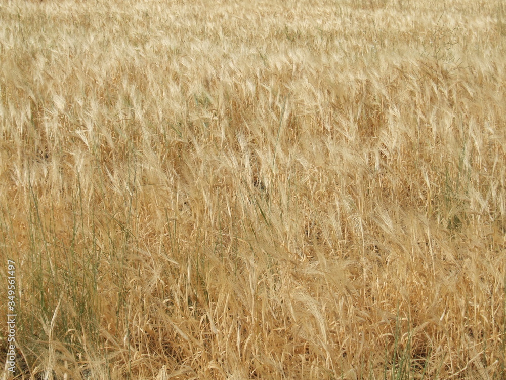 golden wheat field golden wheat field