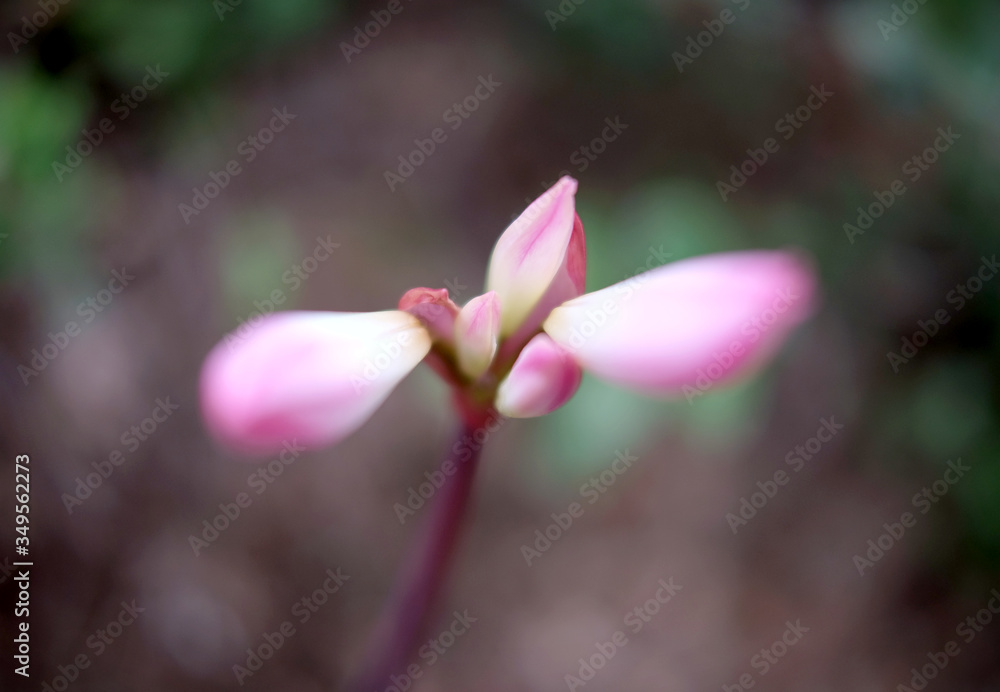 Fototapeta premium Pink flower buds in perspective with very soft and blurred background.