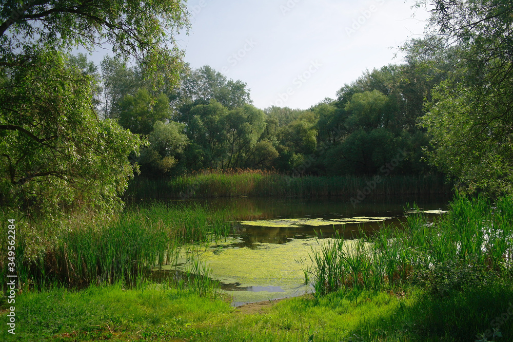 river, land with trees and blue sky