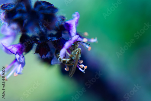 Wallpaper Mural macro of a Bee on a purple flower Torontodigital.ca