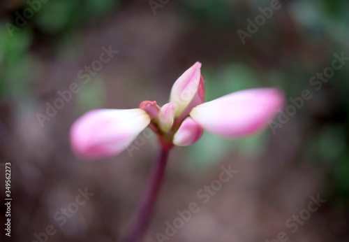 Pink flower buds in perspective with very soft and blurred background.