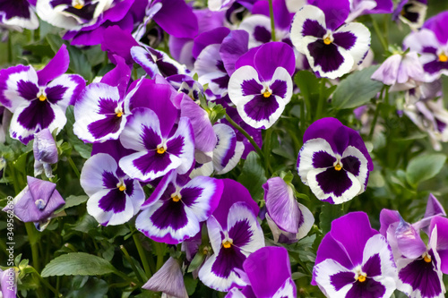 Farbenfrohe Stiefmütterchen oder violette Veilchen im Frühling wecken Frühlingsgefühle und sind ein prächtiger Blumenzauber im Garten mit gelb, pink, rosa und violett als bunte Blüten