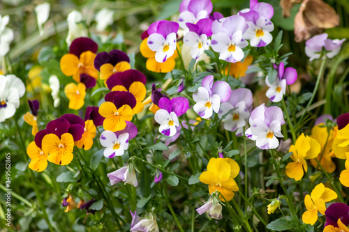 Farbenfrohe Stiefm  tterchen oder violette Veilchen im Fr  hling wecken Fr  hlingsgef  hle und sind ein pr  chtiger Blumenzauber im Garten mit gelb  pink  rosa und violett als bunte Bl  ten