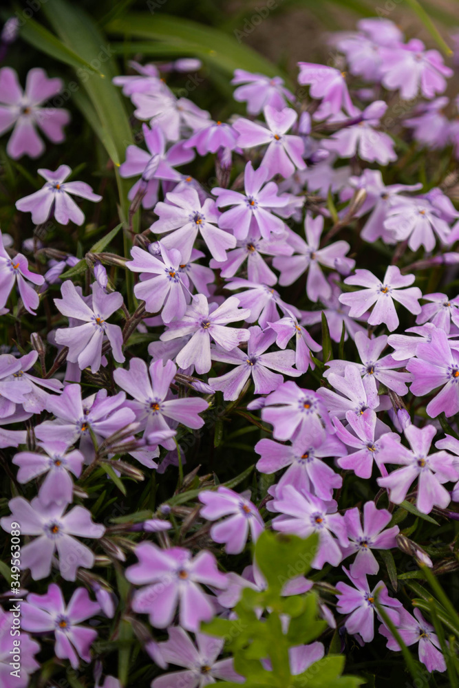 Periwinkle violet flowerbed Periwinkle violet flowerbed
