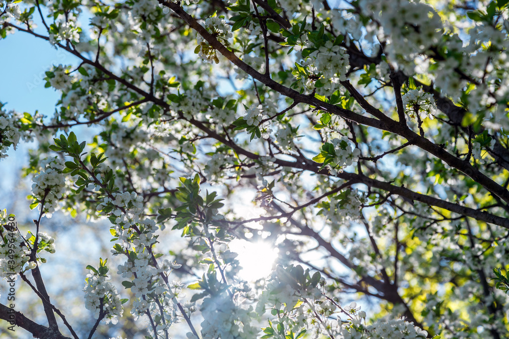 Blooming tree on the background of nature. Spring flowers. Spring Background. White small flowers on the tree. Blue sky. Blooming tree on the background of nature. Spring flowers. Spring Background. White small flowers on the tree. Blue sky.