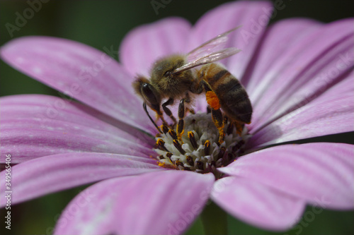 bee on pink daisy