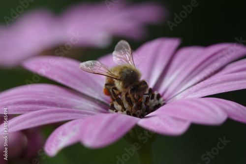 bee on pink daisy © ukasz