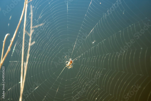 cobweb with spider in the middle of blurred natural background , sunlit
