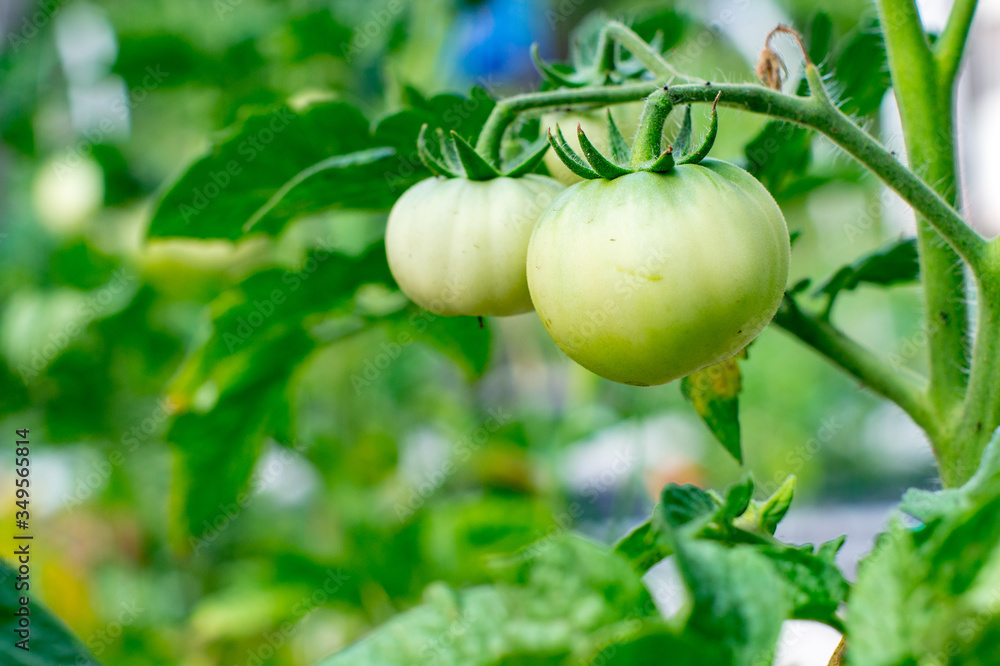 Green tomatoes in early spring on the gardener bed in his garden. Green tomatoes. Agriculture concept. Green tomatoes in early spring on the gardener bed in his garden. Green tomatoes. Agriculture concept.