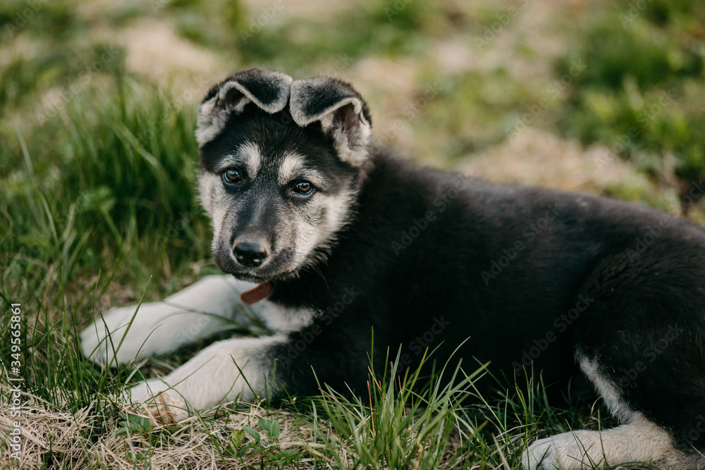 Eastern European shepherd puppy on the street Eastern European shepherd puppy on the street