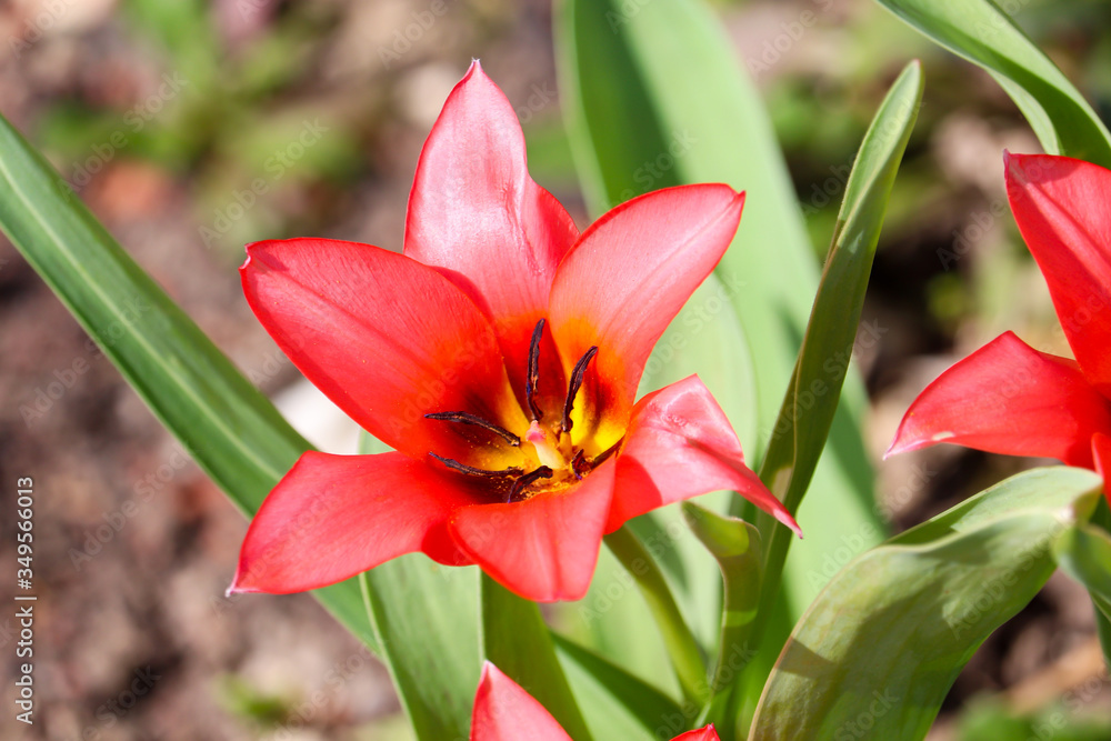 Close-up of a red tulip