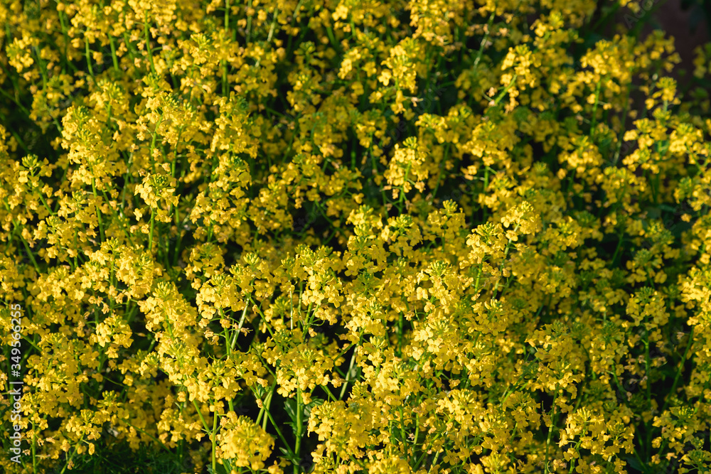 Yellow wildflowers. Spring flowers on the field. Lots of little flowers. Yellow wildflowers. Spring flowers on the field. Lots of little flowers.