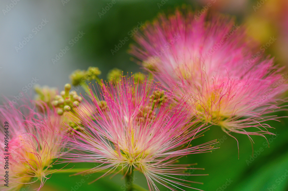 beautiful pink inflorescences of Albizia julibrissin beautiful pink inflorescences of Albizia julibrissin