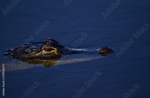 Young alligator 