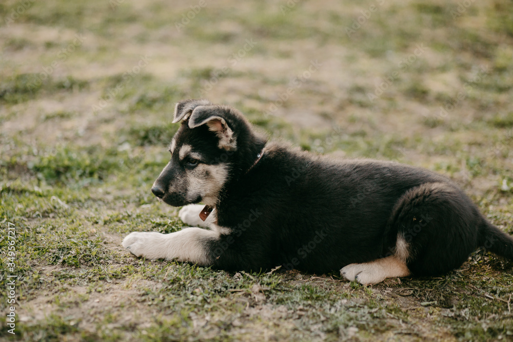 Eastern European shepherd puppy on the street Eastern European shepherd puppy on the street