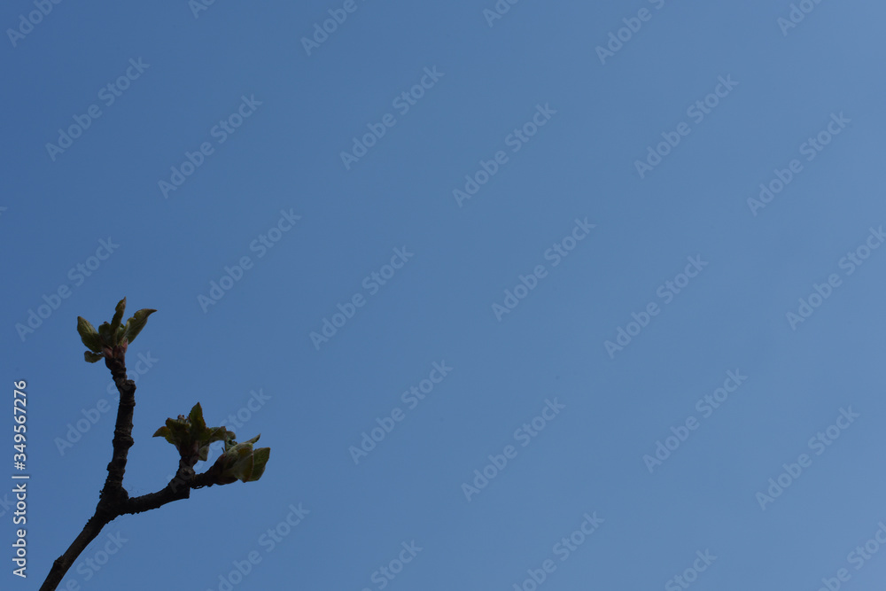 branch against the sky. appearing leaves of apple trees on a background of pure blue. Minimalism. branch against the sky. appearing leaves of apple trees on a background of pure blue. Minimalism.