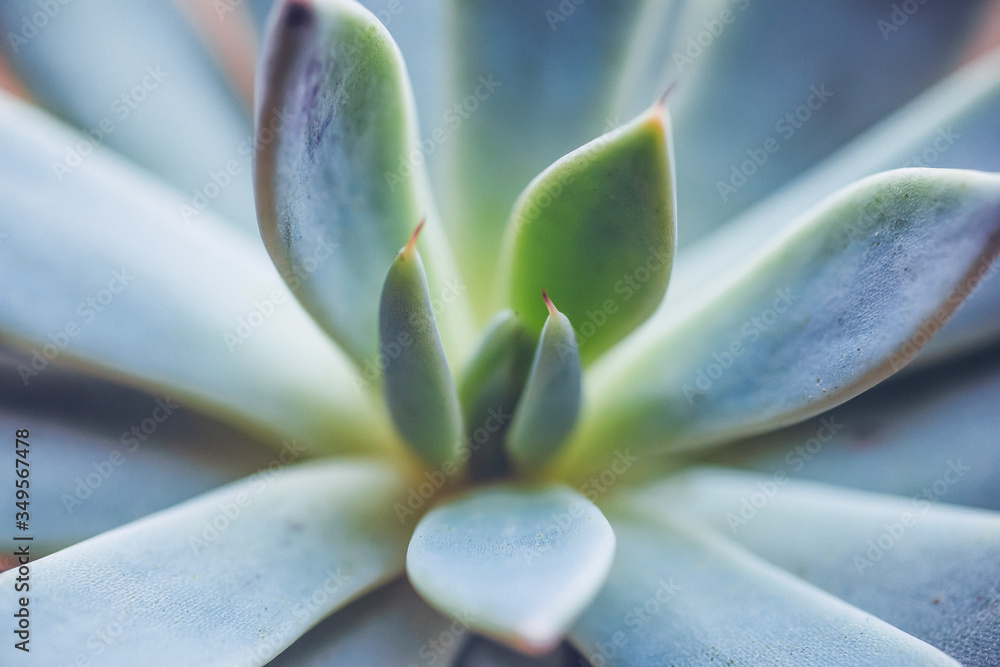 Succulent plant close up. Home plants cactus background. . Macro shooting of flowers and plants in nature.