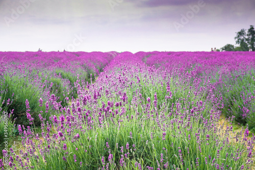 A young woman with dark hair wearing a long white dress with a big summer hat in a lavender field © AnyaWhy