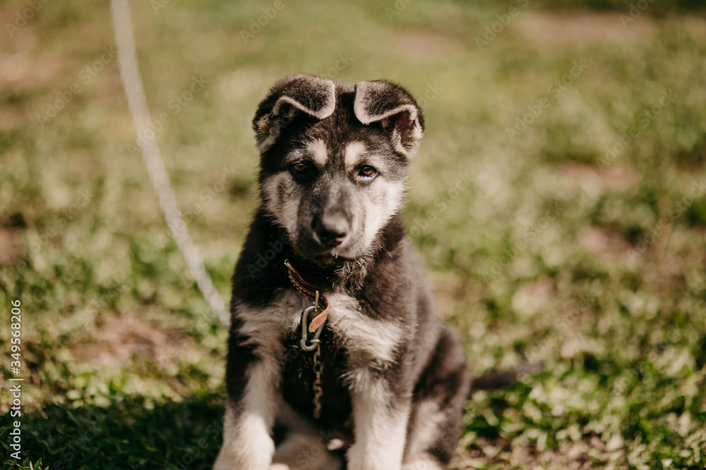 Eastern European shepherd puppy on the street Eastern European shepherd puppy on the street