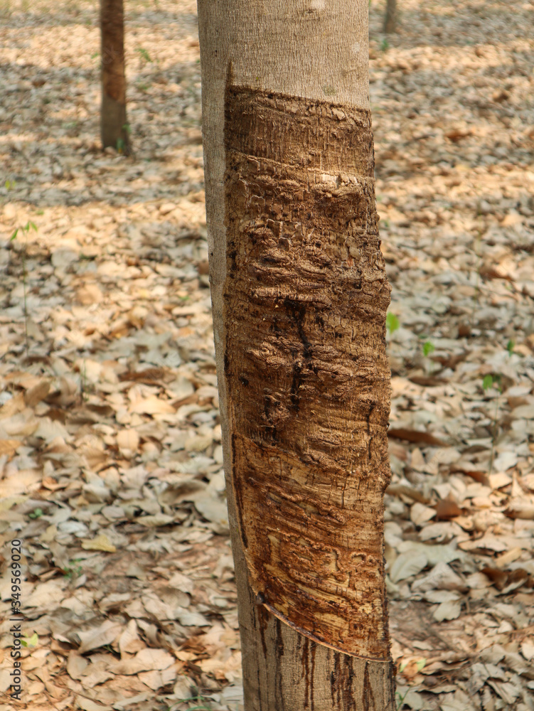 Mark of rubber tapping on a rubber tree (Hevea brasiliensis) in rubber plantation Mark of rubber tapping on a rubber tree (Hevea brasiliensis) in rubber plantation