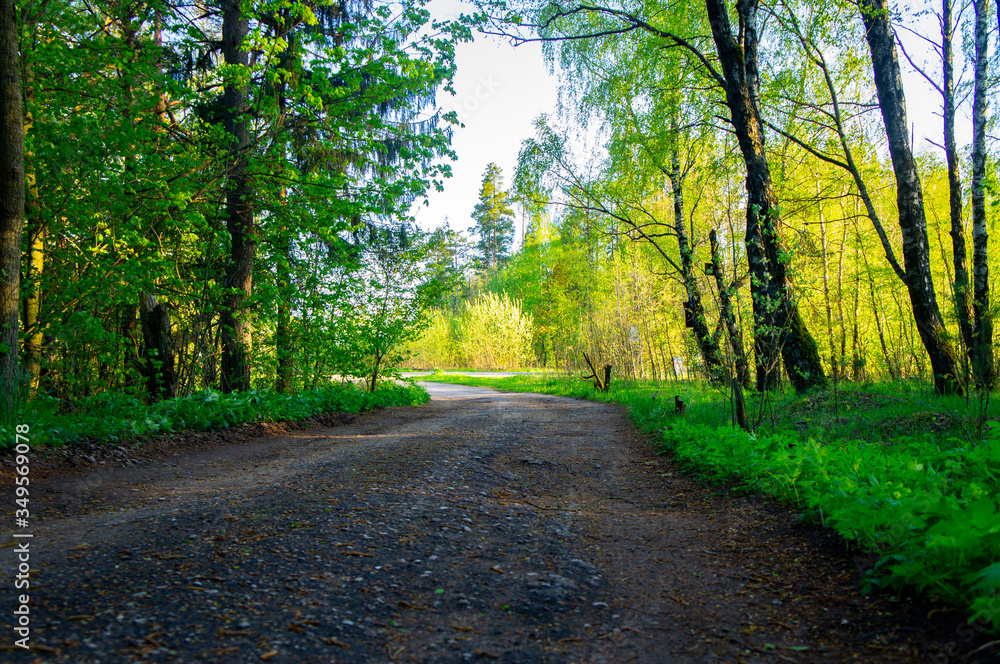 Obraz premium Wiejska droga w pobliżu lasu wieczorem o zachodzie słońca