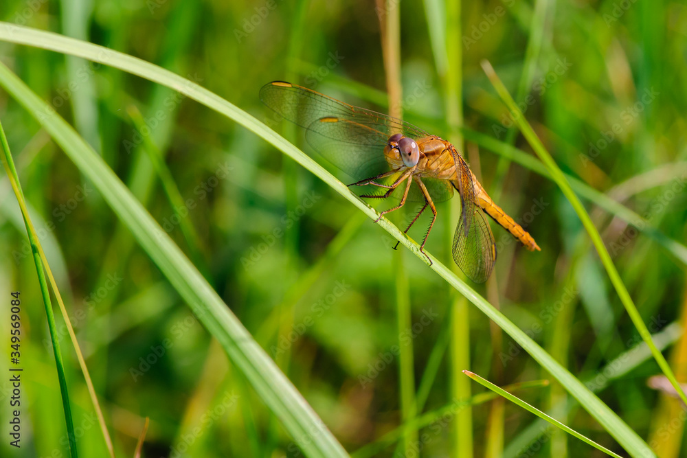 Colorful Dragonfly resting on a twig with blurred green nature background Colorful Dragonfly resting on a twig with blurred green nature background