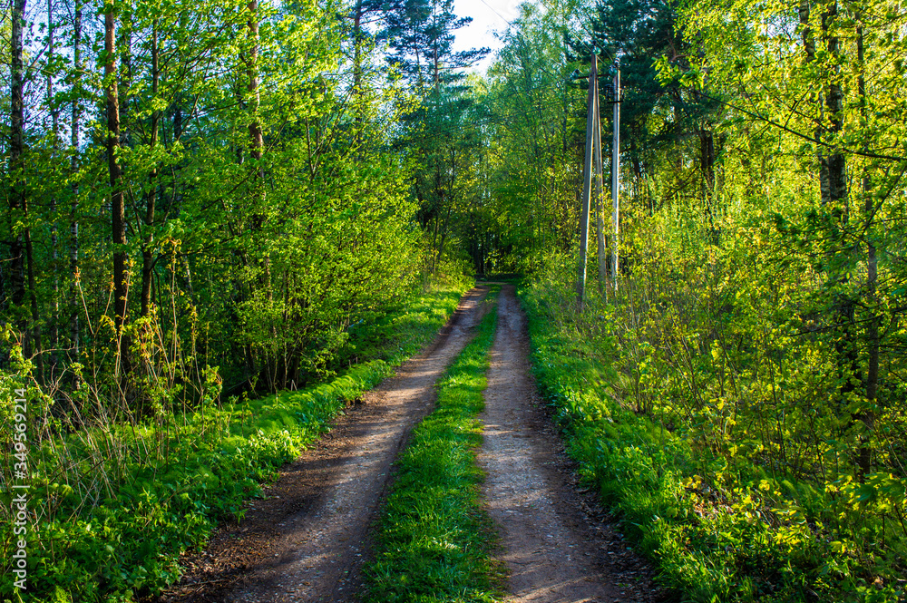 Country road near near the forest in the evening at sunset Country road near near the forest in the evening at sunset