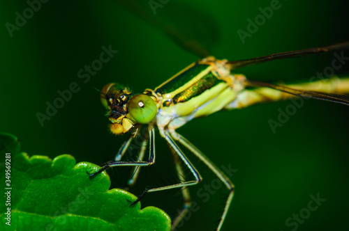 Colorful Dragonfly resting on a twig with blurred green nature background © Владимир Лис