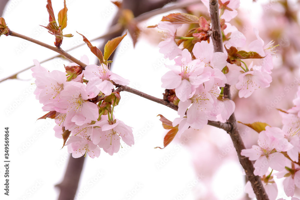 花 植物 さくら 桜 自然 日本 満開 春 咲く ピンク 樹木 Stock Photo Adobe Stock 花 植物 さくら 桜 自然 日本 満開 春 咲く ピンク 樹木 Stock Photo Adobe Stock
