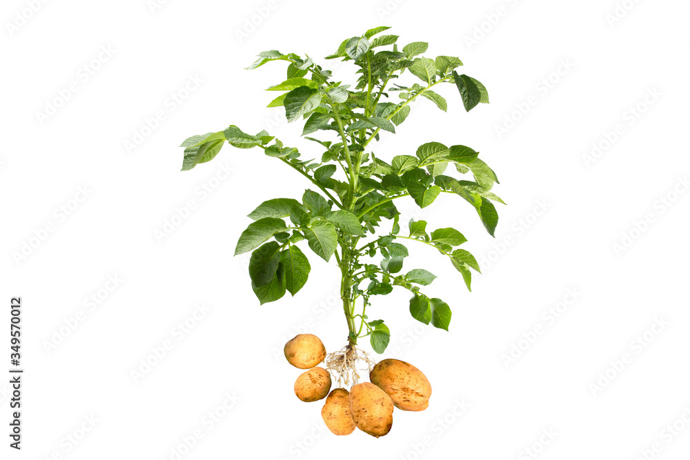 Potato plant with tubers on white background